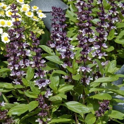 Picture of Basil Queen Of Sheba